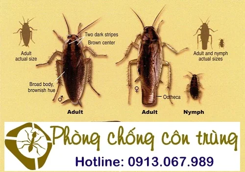 diẹt gian đức