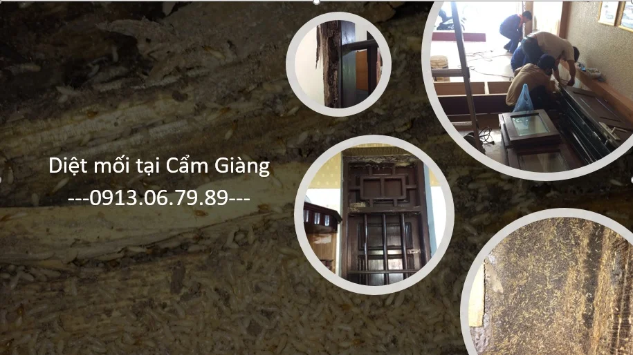 diet moi o cam giang