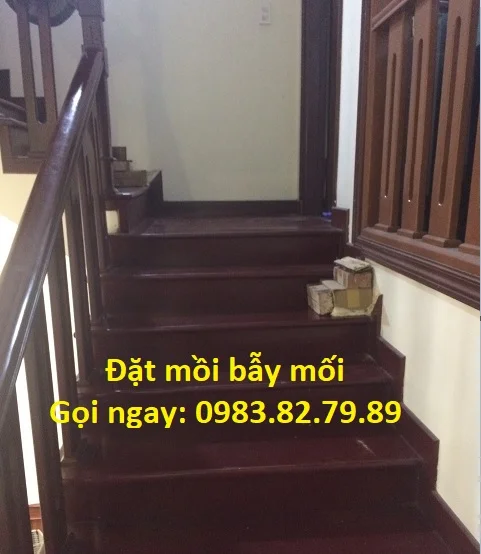 đặt mồi bẫy mối