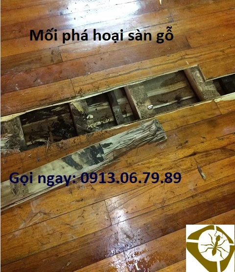 Mối phá hoại sàn gỗ