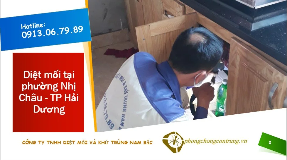 diet-moi-tai-phong-nhi-chau