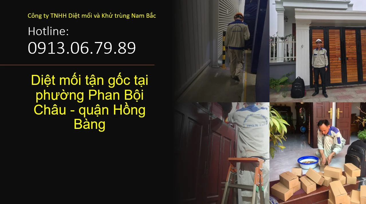 diet-moi-o-phan-boi-chau